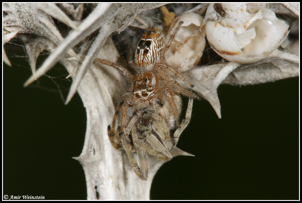 Araneae d''Israele